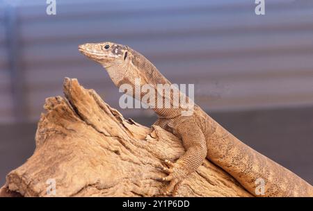 Spencer's goanna (Varanus spenceri), Alice Springs Reptile Centre, Stuart Terrace, Alice Springs, Northern Territory, Australia Foto Stock