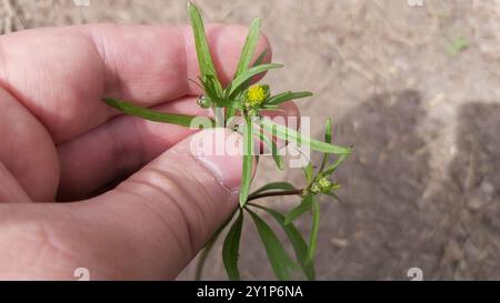 Kashubian Buttercups (Ranunculus cassubicus) Plantae Foto Stock