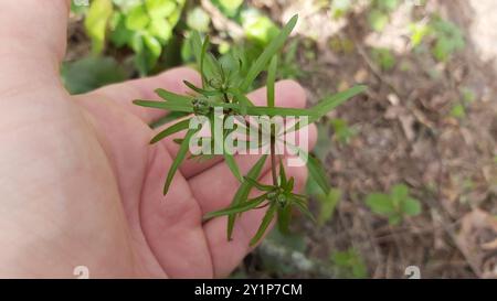 Kashubian Buttercups (Ranunculus cassubicus) Plantae Foto Stock