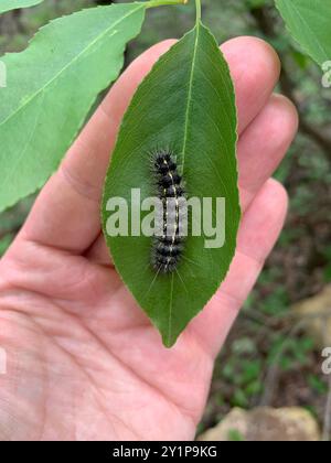 Dubious Tiger Moth (Spilosoma dubia) Insecta Foto Stock