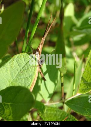 Stuzzicadenti a testa lunga Grasshopper (Achurum carinatum) Insecta Foto Stock