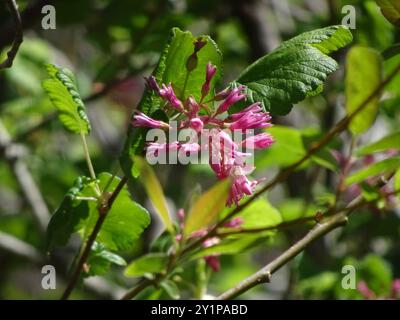 Ribes sanguigno (Ribes sanguineum glutinosum) Plantae Foto Stock