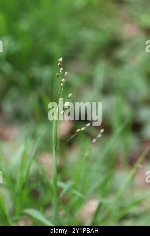 Wood Melick (Melica uniflora) Plantae Foto Stock