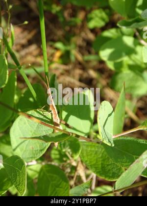 Stuzzicadenti a testa lunga Grasshopper (Achurum carinatum) Insecta Foto Stock