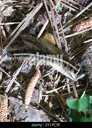 Eastern Tent Caterpillar Moth (Malacosoma americana) Insecta Foto Stock