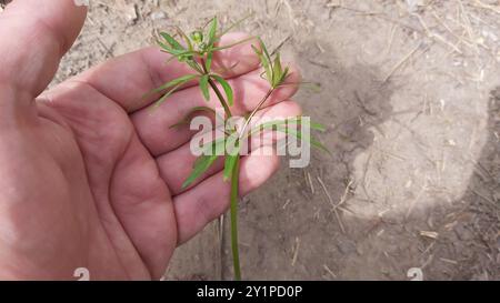 Kashubian Buttercups (Ranunculus cassubicus) Plantae Foto Stock