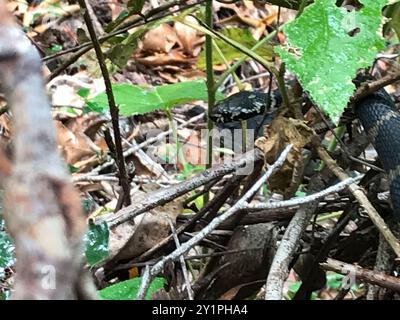 Stephens' Banded Snake (Hoplocephalus stephensii) Reptilia Foto Stock