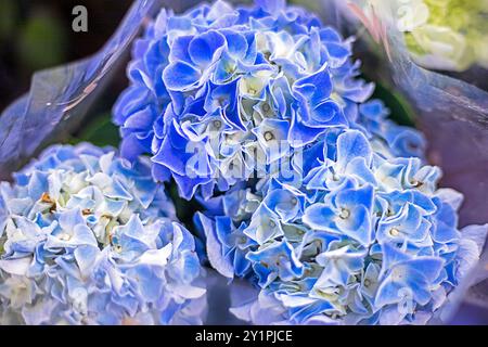 Splendidi fiori di ortensia blu da vicino. Vacanze. Coltivare fiori Foto Stock