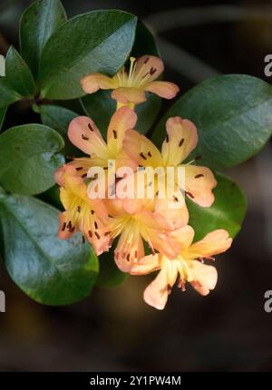 Fiori di tromba rosa e giallo molto pallido di rododendro Vireya, clivia miniata, nel giardino australiano all'inizio della primavera. Originario del Sudafrica. Foto Stock