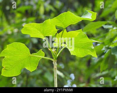 Barbados Nut (Jatropha curcas) Plantae Foto Stock