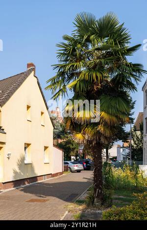 Una palma piantata nel 2006 cresce nel distretto Niehl di Colonia, in Germania. eine im Jahr 2006 gepflanzte Palme im Stadtteil Niehl, Koeln, Deutschlan Foto Stock