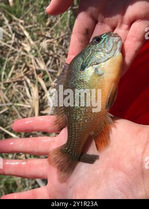 Longear Sunfish (Lepomis megalotis) Actinopterygii Foto Stock