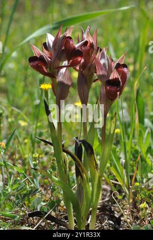 Orchidea della lingua orientale (Serapias orientalis) Plantae Foto Stock