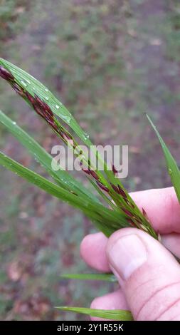 Wood Melick (Melica uniflora) Plantae Foto Stock