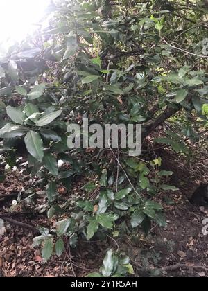 Spina dorsale mediterranea (Rhamnus alaternus) Plantae Foto Stock