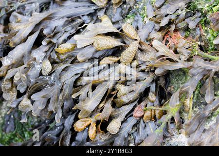 Alga Fucus su una spiaggia in Normandia, Francia Foto Stock