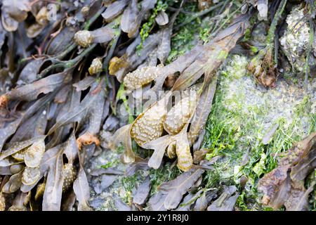 Alga Fucus su una spiaggia in Normandia, Francia Foto Stock