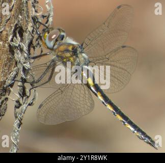 Sottile coda di paniere (Epitheca costalis) Insecta Foto Stock