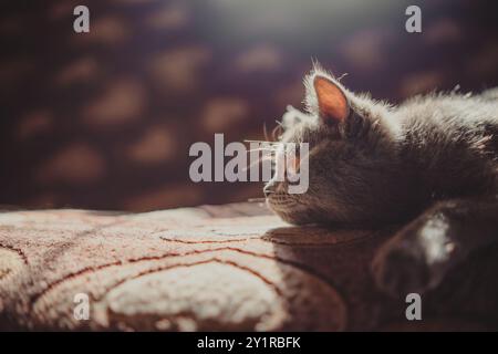 Gatto grigio adagiato sulla parte superiore del letto. Un gatto grigio riposa comodamente sopra un letto in una posizione rilassata Foto Stock