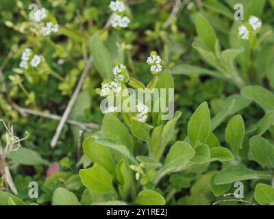 Insalata di mais comune (Valerianella locusta) Plantae Foto Stock