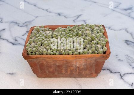 Cactus a ditale verde (Mammillaria) in una pentola di argilla su pavimento in marmo Foto Stock