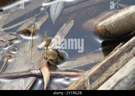 Rana del coro boreale (Pseudacris maculata) Amphibia Foto Stock