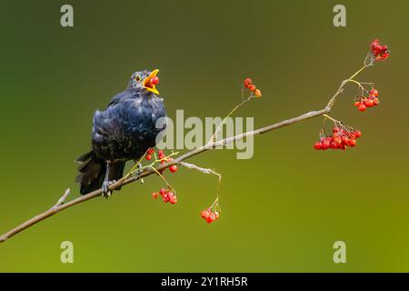 Primo piano di un uccello nero muta, Turdus merula, che raccoglie le bacche di rowan selvatico, Sorbus, che cattura una bacca nel suo becco aperto contro una nebbiosa Foto Stock