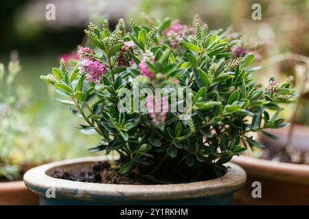 Arbusto Veronica (Veronica, Hebe x andersonii) piantato in un vaso in autunno. Foto Stock