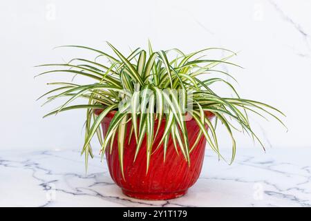 pianta variegata di clorofitum comosum (erba ragno) in una pentola di argilla rossa su superficie di marmo Foto Stock