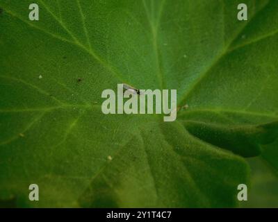 Mosche fritte (Chloropidae) Insecta Foto Stock
