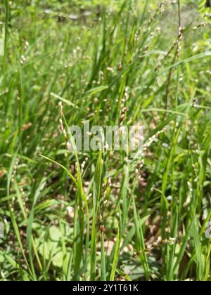 Wood Melick (Melica uniflora) Plantae Foto Stock