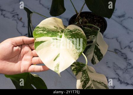 Vista ravvicinata delle foglie variegate di Monstera borsigiana. Foto Stock