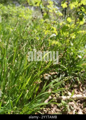 Wood Melick (Melica uniflora) Plantae Foto Stock