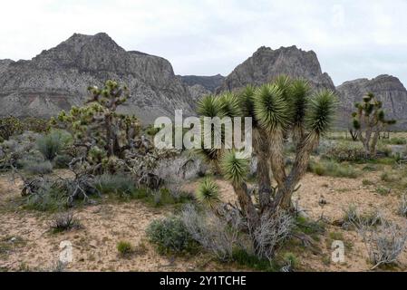 Las Vegas, Nevada, Stati Uniti. 25 aprile 2010. Joshua Tree nel deserto del Nevada Foto Stock