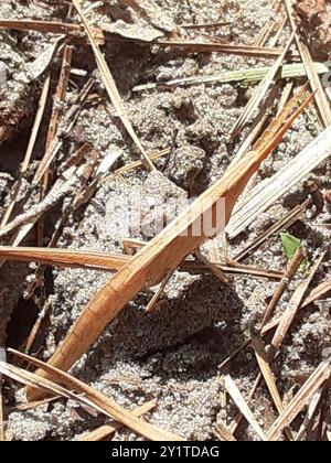 Stuzzicadenti a testa lunga Grasshopper (Achurum carinatum) Insecta Foto Stock