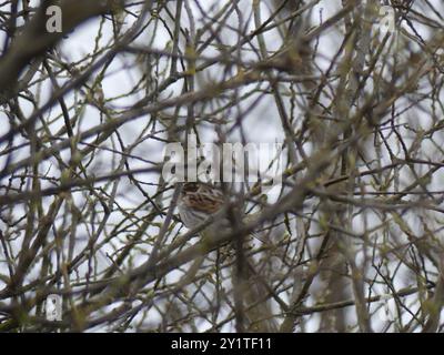 European Reed Bunting (Emberiza schoeniclus schoeniclus) Aves Foto Stock