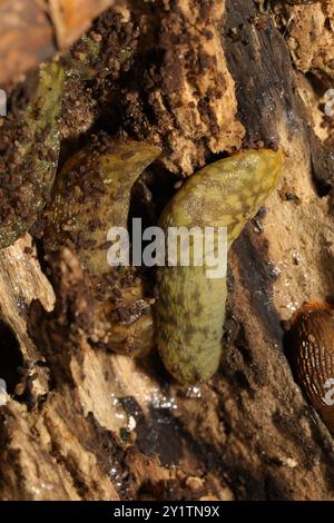 Green Cellar Slug (Limacus maculatus) Mollusca Foto Stock