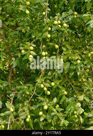 Abbondanza di Ziziphus jujuba o di date rosse o di datteri cinesi di jujuba verdi acuri frutti sull'albero Foto Stock