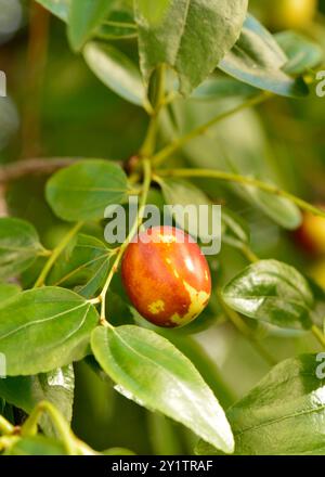 Jujube Red date o jujuba o cinese datano un singolo frutto maturato su un albero Foto Stock