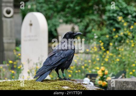 Corvo seduto su una tomba nel cimitero di Pere Lachaise, Parigi, Francia Foto Stock