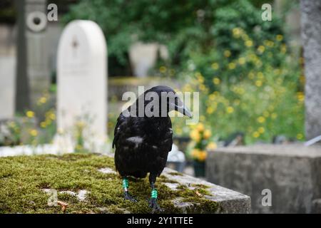 Corvo seduto su una tomba nel cimitero di Pere Lachaise, Parigi, Francia Foto Stock