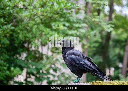 Corvo seduto su una tomba nel cimitero di Pere Lachaise, Parigi, Francia Foto Stock