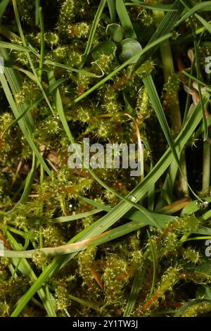 Piazza Moss Gooseneck (Rhytidiadelphus Square) Plantae Foto Stock