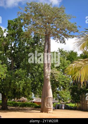 Albero di Baobab a Morondava, Madagascar Foto Stock