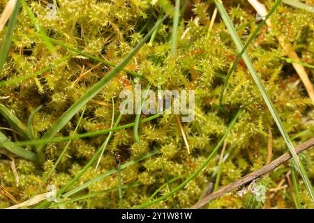 Piazza Moss Gooseneck (Rhytidiadelphus Square) Plantae Foto Stock