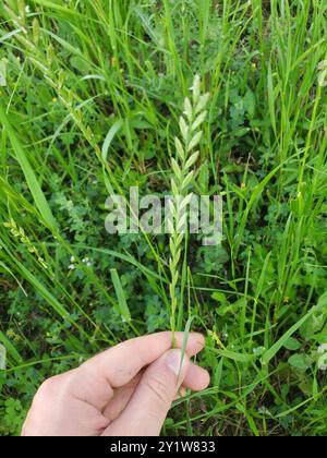 Ryegrass perenne (Lolium perenne) Plantae Foto Stock