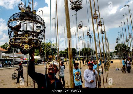 Yogyakarta, Indonesia. 8 settembre 2024. Un uomo si prepara per un concorso di cinguettio a turtledove a Yogyakarta, Indonesia, 8 settembre 2024. Crediti: Agung Supriyanto/Xinhua/Alamy Live News Foto Stock