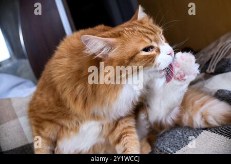 Un gatto rosso e soffice siede su un letto e lava la sua zampa posteriore con la lingua Foto Stock