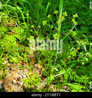 Pacific Sanicle (Sanicula crassicaulis) Plantae Foto Stock
