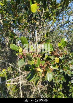 Spina dorsale mediterranea (Rhamnus alaternus) Plantae Foto Stock